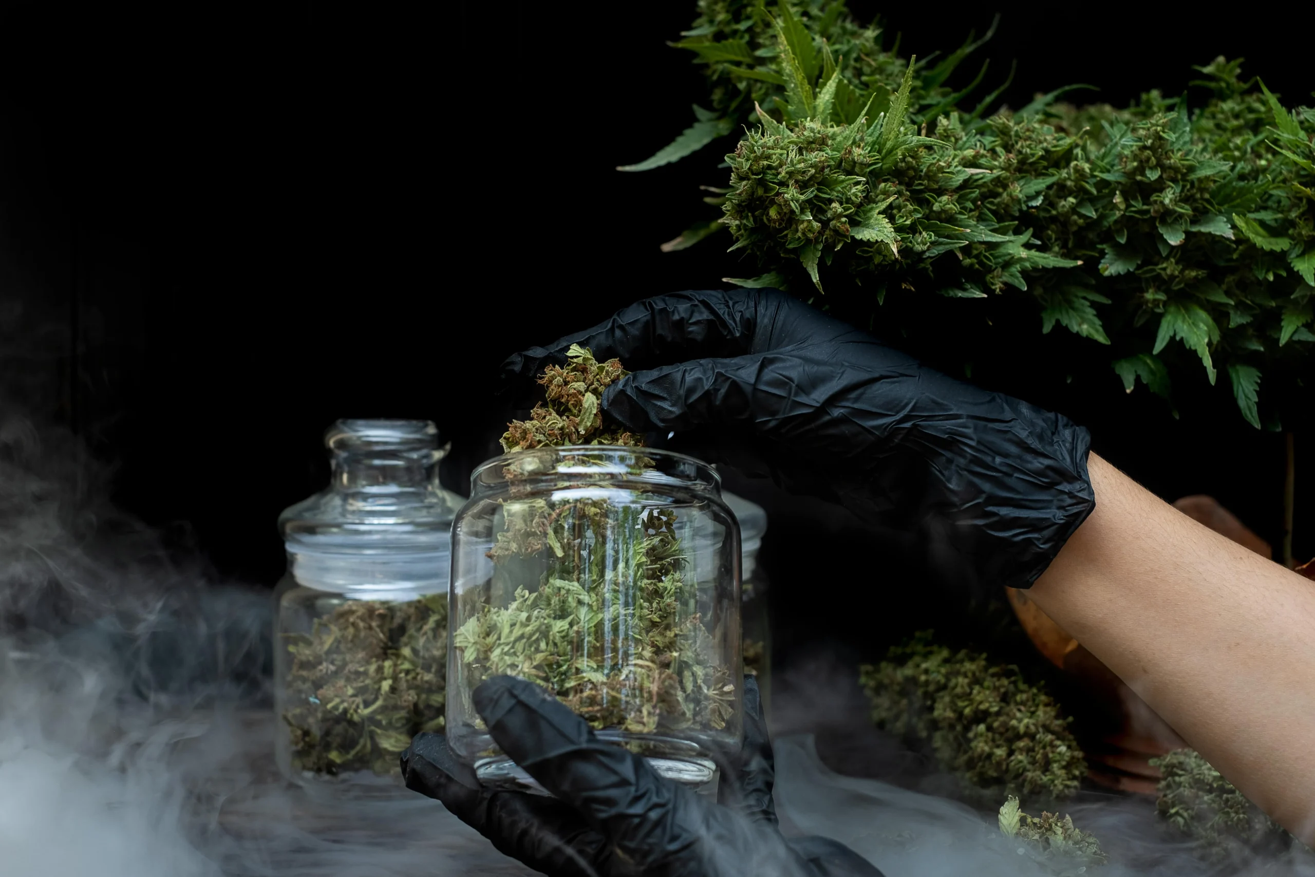 a-man-hand-holding-marijuana-flowers-in-a-clear-gl-2025-02-10-04-27-29-utc-min